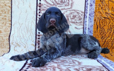 Щенок дратхаар